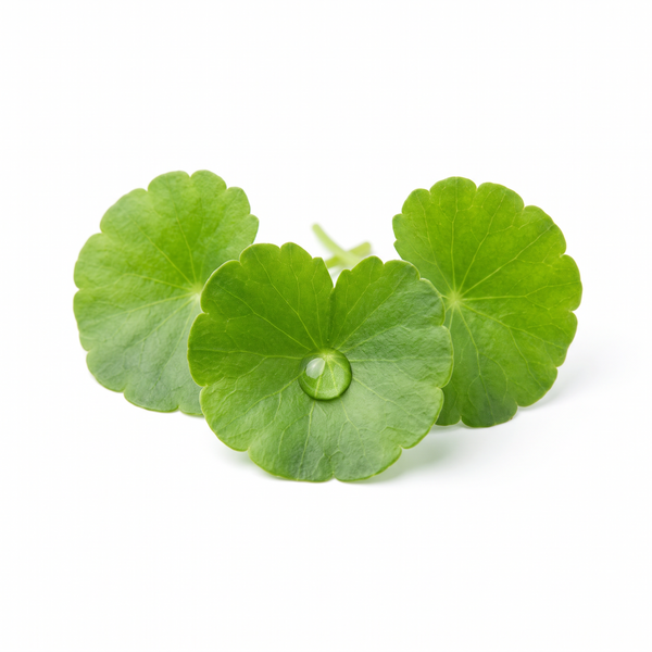 Centella Asiatica